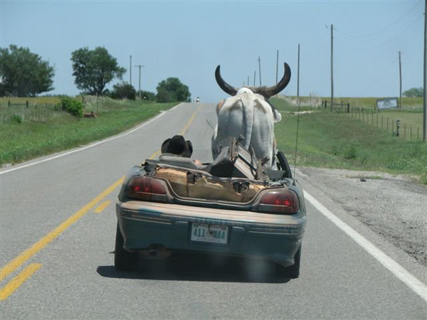 cow in car