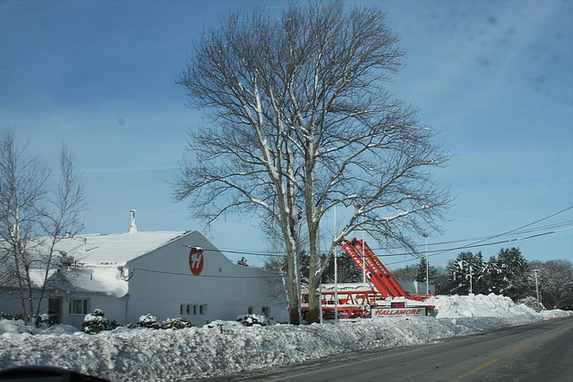 Cranes and snow...freaking magical!