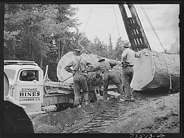 Huge logs on truck