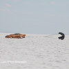 Bonneville Speed Week 2017 Sunday Chad Reynolds-091