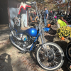 11-22 FLEMINGS PUMPKIN RUN - (163)