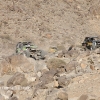 King of the Hammers 2016 BangShift Ultra4 Racing_411