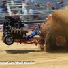 Galot Mule City 300 pulling33