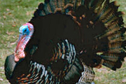 This Weekend: Daytona’s Turkey Run