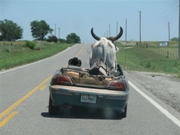 Man Transports Steer in Pontiac Grand Am