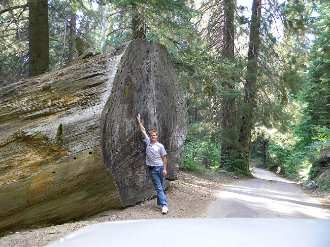 Scott and big ass tree!