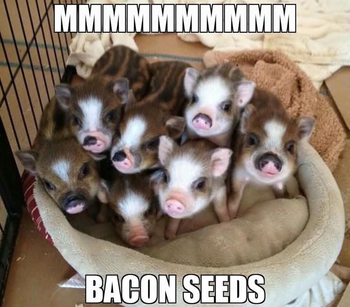 Click image for larger version

Name:	bacon seeds.jpeg
Views:	79
Size:	120.6 KB
ID:	1061285