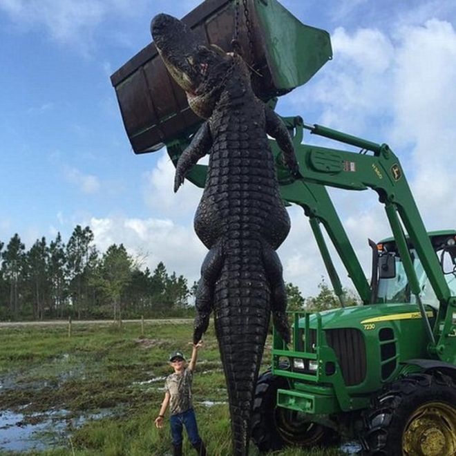 Click image for larger version

Name:	alligator.jpg
Views:	499
Size:	75.2 KB
ID:	1095803