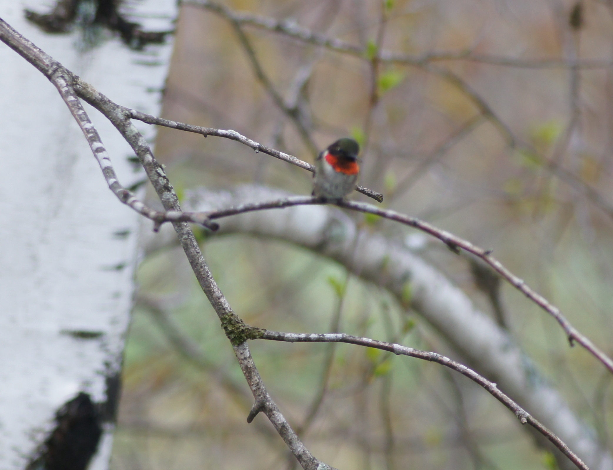 Click image for larger version

Name:	hbird.jpg
Views:	245
Size:	933.6 KB
ID:	1102988