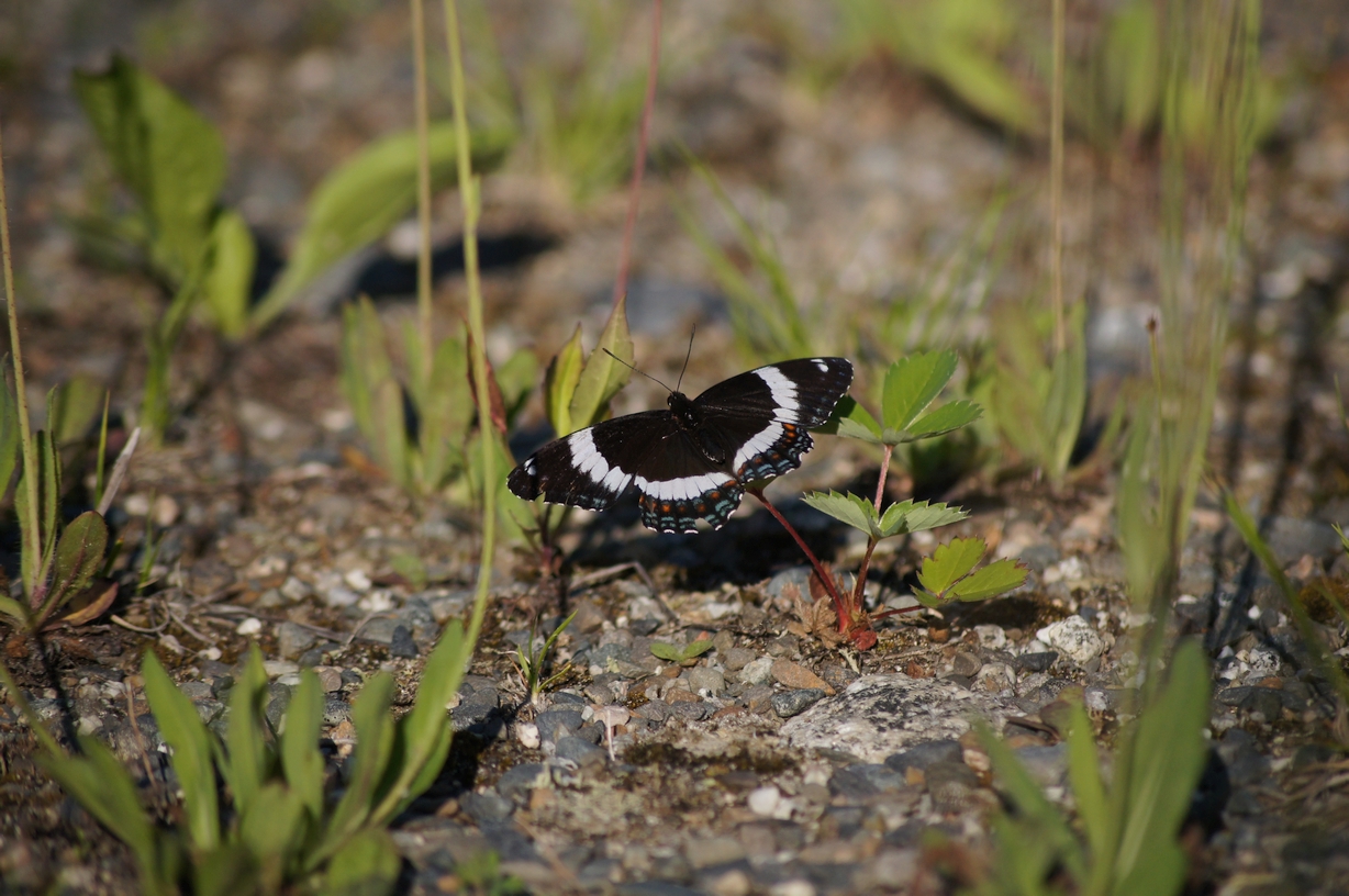 Click image for larger version

Name:	whiteadmiral.jpg
Views:	131
Size:	594.2 KB
ID:	1110758