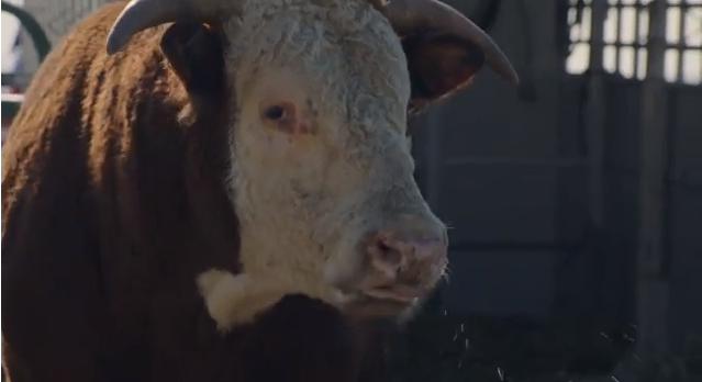 Which One Of These Do You Think Is 2014’s Best Super Bowl Commercial So Far?