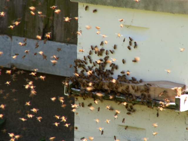 Talk About Bad Luck: Man Crashes Into House Filled With Bees