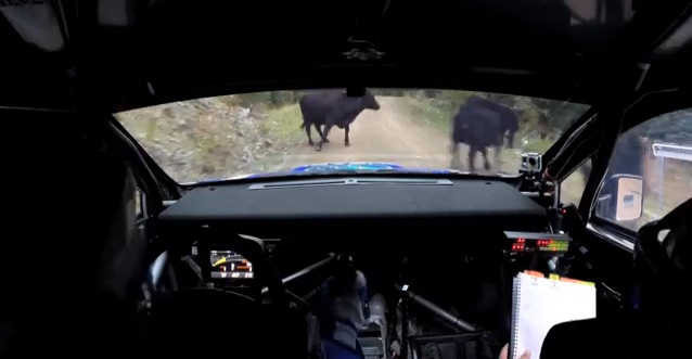 “Cow….” Subaru Rally Team Canada Find An Obstruction Not In The Pace Notes