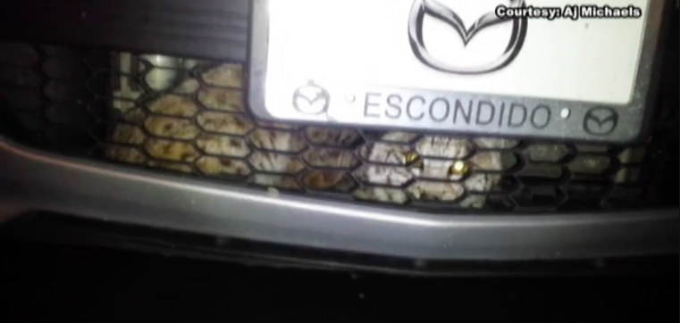 One Down, Eight To Go: Arizona Couple Wind Up With A Bobcat In The Grille Of Their Car