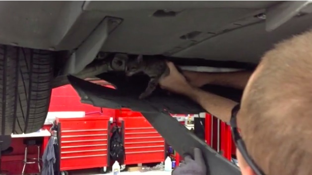 This Tesla Provided Its Owner With A Surprise Gift – A Kitten That Got Stuck Near The Power Unit!