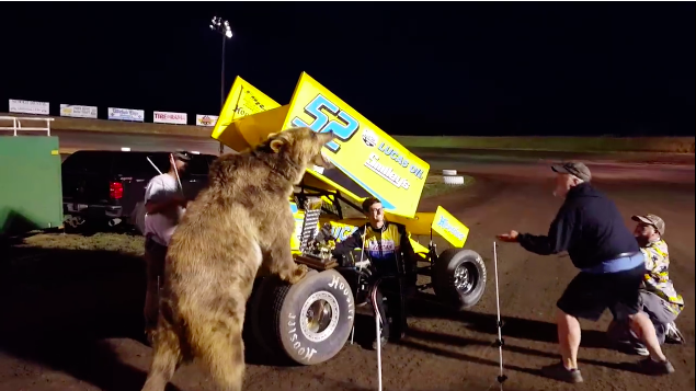 Wild Winner’s Circle Photo Op: Watch Sprint Car Driver Blake Hahn Pose With A Massive Bear