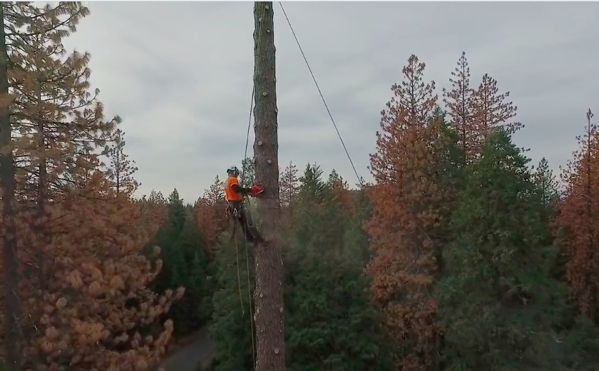 Watch A Team Of Expert Arborists Remove Massive Trees In California With No Margin For Error!