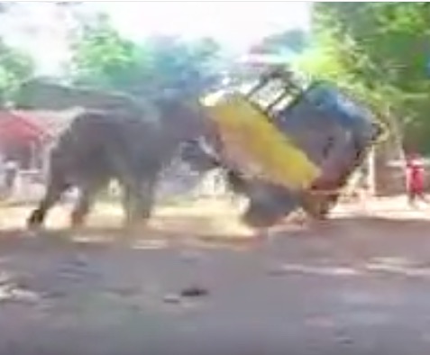 Watch This Elephant Turn A Pretty Big Truck Over After Playing With It Like A Toy