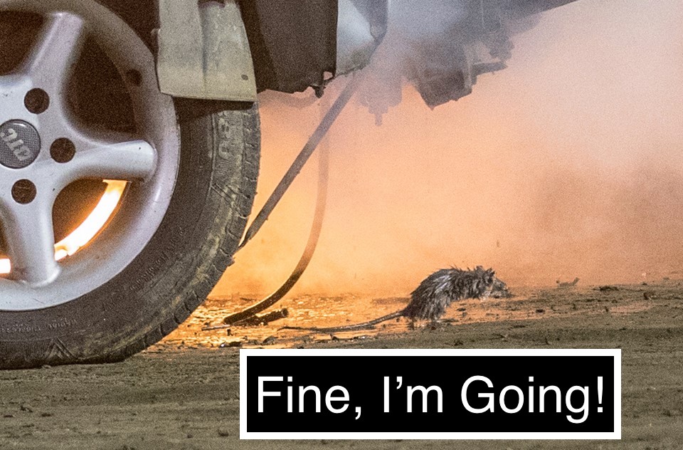 Caption This: Demolition Derby Rat Has Had Enough Of Your Crap!