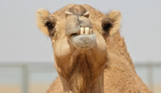 Scrapple, Your Guide To The “meh”-Worthy News! This Week: “My Camel Is Stuck In The Wreck…”