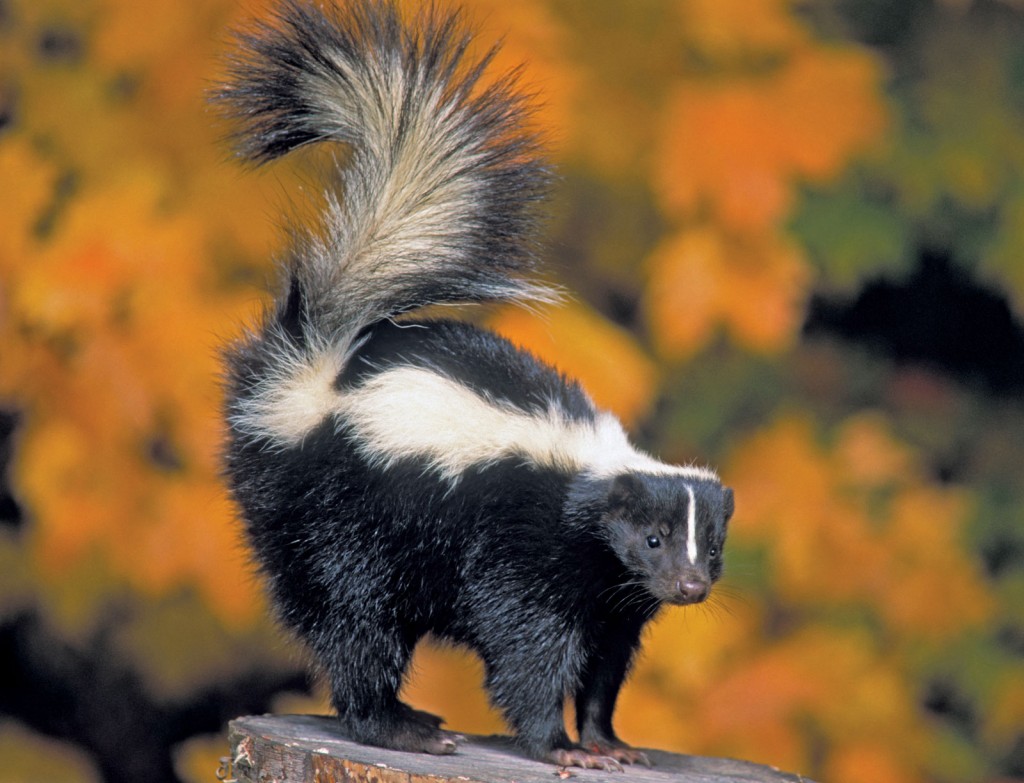 Best of 2018: What’s The Strangest Animal Encounters You’ve Had At A Race Track?